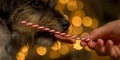 Cute little dog is licking a candy cane in front of blurred Christmas background. Candy is held out to him with one hand. Close up Royalty Free Stock Photo