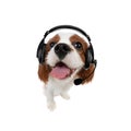 Little dog listens to music in earphones, on white  background Royalty Free Stock Photo