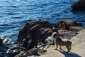 Little dog looking at mild tidal waves from concrete platform built on shoreline rocks in northern Croatia, Adriatic sea.