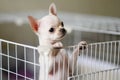 The little dog looks plaintively out of the cage Royalty Free Stock Photo