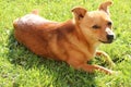 Little dog lying on grass Royalty Free Stock Photo