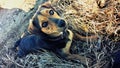 Little dog lying in the grass Royalty Free Stock Photo