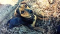 Little dog lying in the grass