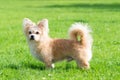 Little dog lying on the grass Royalty Free Stock Photo