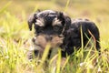 A little dog lying on the ground