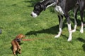 Little Dog Meets Big Dog Royalty Free Stock Photo
