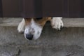 Little dog with nose and paws looks out in hole under red metal fence, animal curiosity, Royalty Free Stock Photo