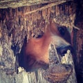 Dog peeking through a hole