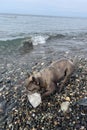 Little dog pet holding plastic bottle in mouth, which he caught in sea water. Plastic garbage global problem environmental