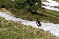 Little dog playing in the snow, summer day with beautiful sun rays