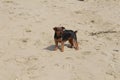 Little dog plays and barks at the beach