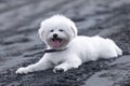 Little dog is posing. Cute playful white doggy or pet. Concept of motion, action, movement, pets love. Looks happy, delighted, Royalty Free Stock Photo