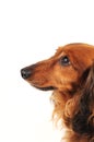 Little dog profile Royalty Free Stock Photo