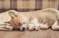 Portrait of a cute little dog puppy the Corgi sleeps sweetly on the wooden floor with its short legs stretched out Royalty Free Stock Photo