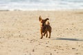 Little dog running and playing at the beach Royalty Free Stock Photo