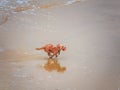 A little dog runs after the ball on the beach Royalty Free Stock Photo