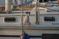 Little dog on a sailing boat Cute dog on luxury yacht deck Royalty Free Stock Photo