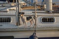 Little dog on a sailing boat Cute dog on luxury yacht deck Royalty Free Stock Photo