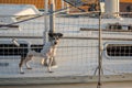 Little dog on a sailing boat Cute dog on luxury yacht deck Royalty Free Stock Photo