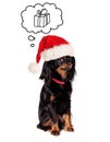 Little Dog in Santa Hat on White Royalty Free Stock Photo