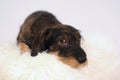Little dog on sheepskin Royalty Free Stock Photo