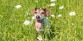 Little dog sits in a blooming meadow in spring. Jack Russell Terrier dog11 years old Royalty Free Stock Photo