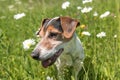 Little dog sits in a blooming meadow in spring. Jack Russell Terrier dog11 years old Royalty Free Stock Photo