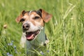 Little dog sits in a blooming meadow in spring. Jack Russell Terrier dog11 years old Royalty Free Stock Photo