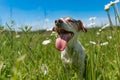 Little dog sits in a blooming meadow in spring. Jack Russell Terrier  dog11 years old Royalty Free Stock Photo