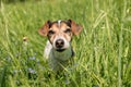 Little dog sits in a blooming meadow in spring. Jack Russell Terrier  dog11 years old Royalty Free Stock Photo