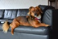 Little dog sits on his favourite place , the armchair backrest