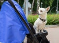 The little dog is sitting in a baby carriage Royalty Free Stock Photo