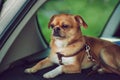 The little dog is sitting in the car Royalty Free Stock Photo