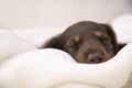 Little Dog sleeping Royalty Free Stock Photo