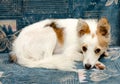 Little dog sleeping on the couch Royalty Free Stock Photo