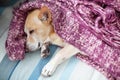 Little dog sleeping at home on bed covered with blanket. Chihuahua is resting in bed, wrapped in blanket in lazy time. Small sleep