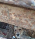 A little dog sleeping under an old rusted car