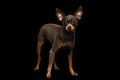 Toy Terrier Dog isolated on black background Royalty Free Stock Photo