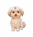 Cute puppy with heart on belly. Vector illustration isolated