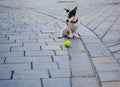 The little dog of white color with red spots sits on the street with yellow ball for game. Royalty Free Stock Photo