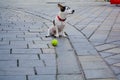 The little dog of white color with red spots sits on the street with yellow ball for game. Royalty Free Stock Photo