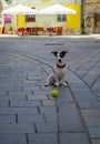 The little dog of white color with red spots sits on the street with yellow ball for game. Royalty Free Stock Photo