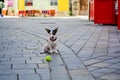 The little dog of white color with red spots sits on the street with yellow ball for game. Royalty Free Stock Photo