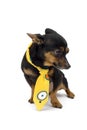 Little dog with yellow cravat Royalty Free Stock Photo