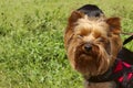 Little Dog - Yorkshire Terrier On Green Grass Background. Royalty Free Stock Photo