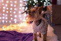 Yorkshire Terrier in a knitted sweater in a room with a Christmas decor on a lilac blanket