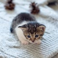 Little domestic cat on wool knitting background