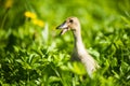 Little domestic gray duckling sitting in green grass Royalty Free Stock Photo