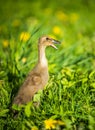 Little domestic gray duckling sitting in green grass Royalty Free Stock Photo