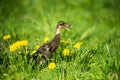 Little domestic gray duckling sitting in green grass Royalty Free Stock Photo